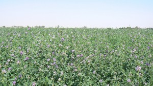 USDA Fully Deregulates Genetically Modified Alfalfa