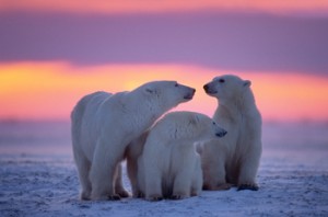 Canadian Foundation Recommends Arctic Council Action