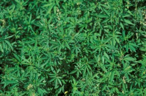 Marijuana in Colorado: Legalized but Regulated