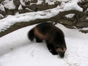 Climate Change and the North American Wolverine