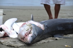 Will Proposed Federal Rule Effectively Relax Stricter State Bans on Shark Finning?