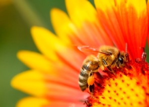 Regulatory Responses to Honeybee Deaths