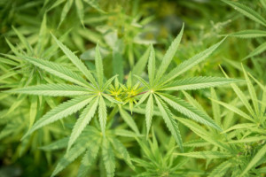 Cracks Emerge in U.S. Prohibition on Industrial Hemp Cultivation