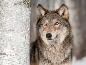 How Did Wyoming Take Back Control of Gray Wolf Protection?
