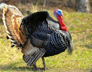 The Turkey and Its Regulation