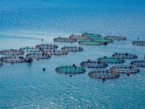 Expanding U.S. Aquaculture to the Open Ocean
