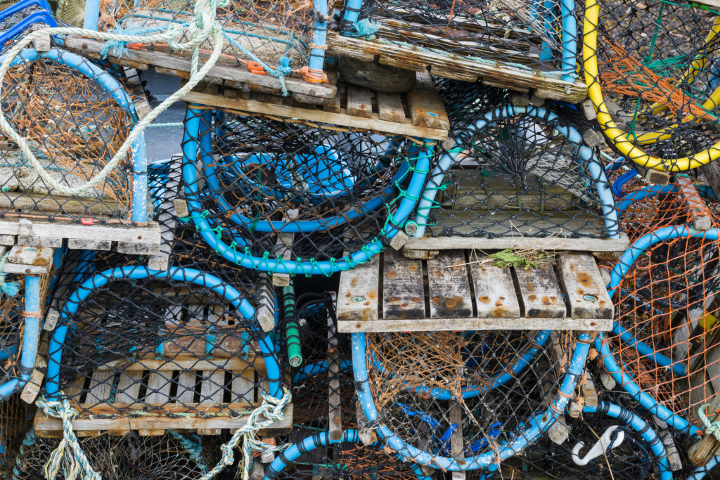 Is Dungeness Crab Safe to Eat? The Regulatory Review