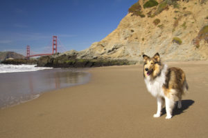 National Park Might Not Be So Pet Friendly