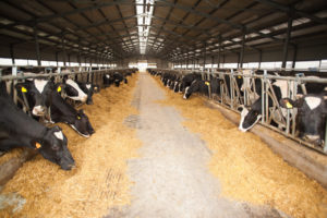 FDA Takes Action to Curb Overuse of Antimicrobials in Livestock