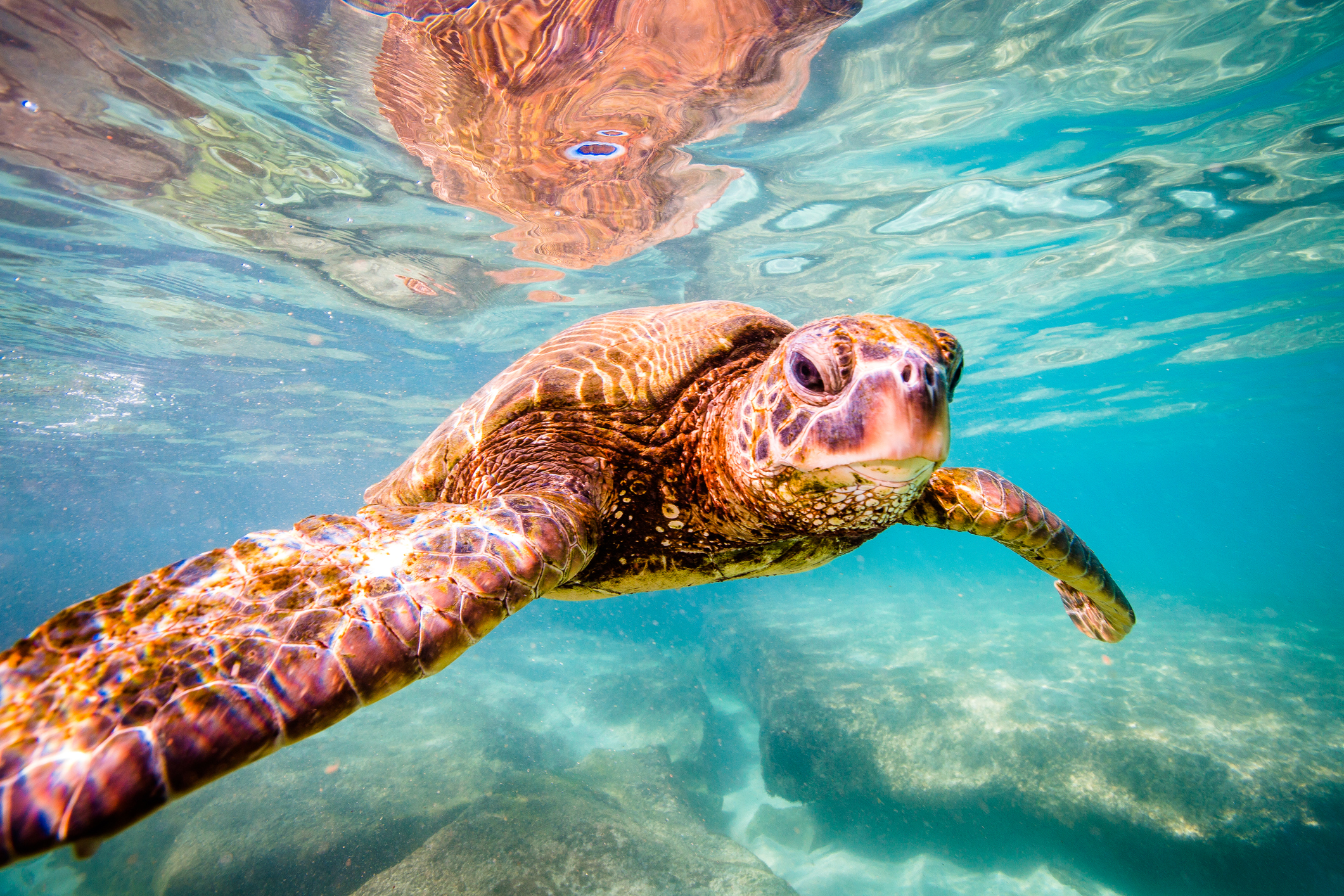 Agency Proposes Rule to Protect Sea Turtles | The ...