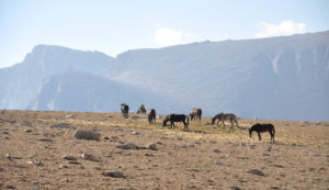 Problems in Federal Wild Horse Management