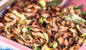 The Case for Eating Bugs