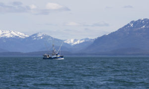 Regulating Alaska’s Salmon