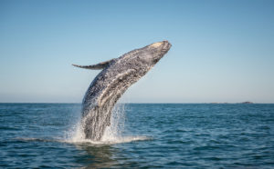 Flawed Rules Ensnare Marine Mammals