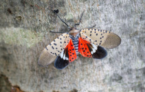 Curbing the Spotted Lanternfly