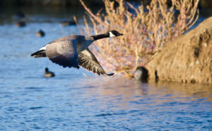 The Trump Administration Takes Aim at Migratory Birds