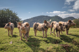 Meatpackers Piggyback on Department of Agriculture Deregulation