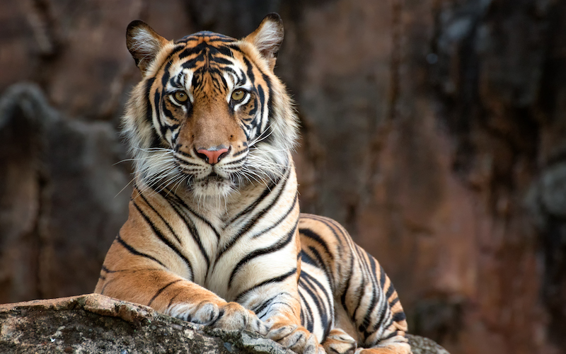 Bengal Tiger Review