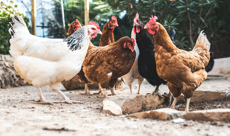 Putting a Label on Farm Animal Welfare | The Regulatory Review