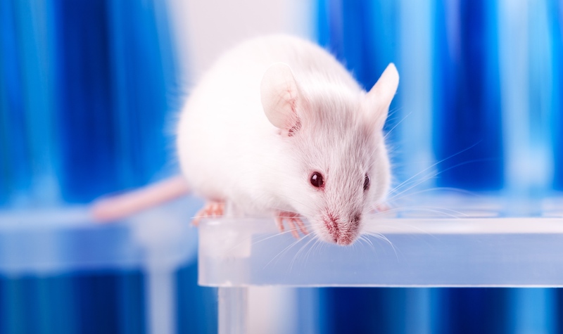 Regulation of Animal Subjects Research | The Regulatory Review