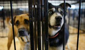 Time to Rescue the Rescue Dog Industry?