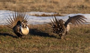 Can Conservation by Consensus Save the Sage Grouse?