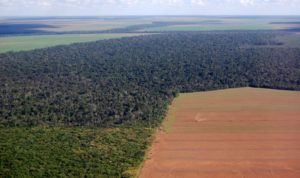 Taking the Regulatory Crisis in the Amazon Seriously