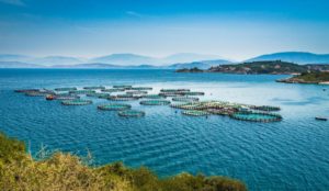 Charting a Course Toward Offshore Aquaculture