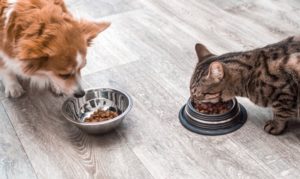 Pet Food Regulations May Be More Bark Than Bite