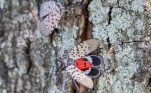 Stomping Out the Spotted Lanternfly