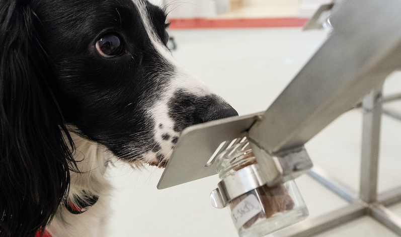 Medical detection dog sniffing something.