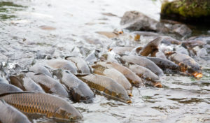 Invasive Carp Eye the Great Lakes