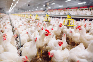 Regulating Contracts in Poultry Production