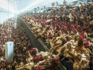 How Factory Farming Could Cause the Next COVID-19
