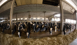 The Health Risks of Underregulated Factory Farms