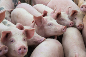 Is it Kosher for California to Ban Out-of-State Pork?