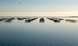 Promoting the Climate Benefits of Marine Aquaculture