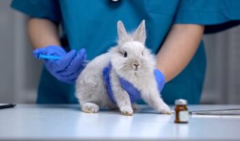 Is It Time to End Animal Testing?