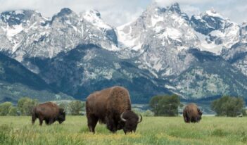 What Are American Public Lands For?