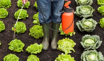 EPA, Pesticides, and Children’s Health