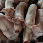 The Regulatory Failure in America’s Absenteeism Crisis