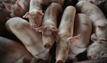 Slaughtering Reasoned Decision-Making