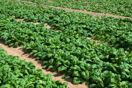 organic spinach farm.jpg